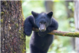Jonathan Kelley - Black Bear on tree limb