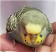 Parakeet