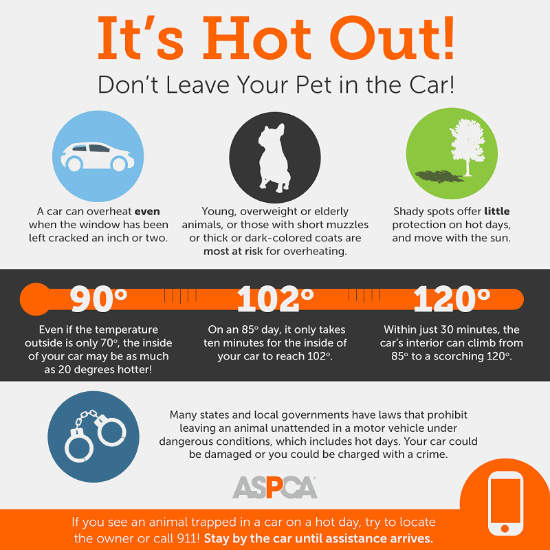 Pets and Hot Vehicles