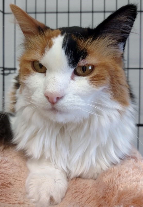 211-16 TRIXIE 3-26-17