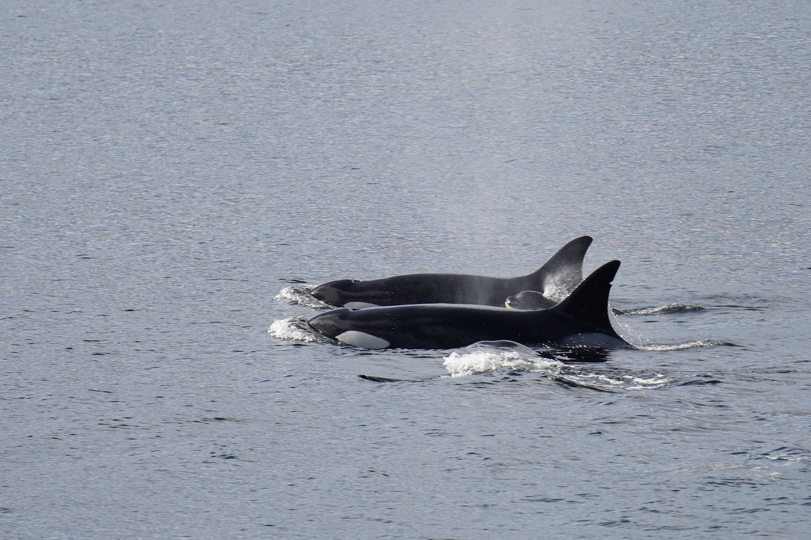 Jonathan Kelley - Two Killer Whales swimming in the ocean