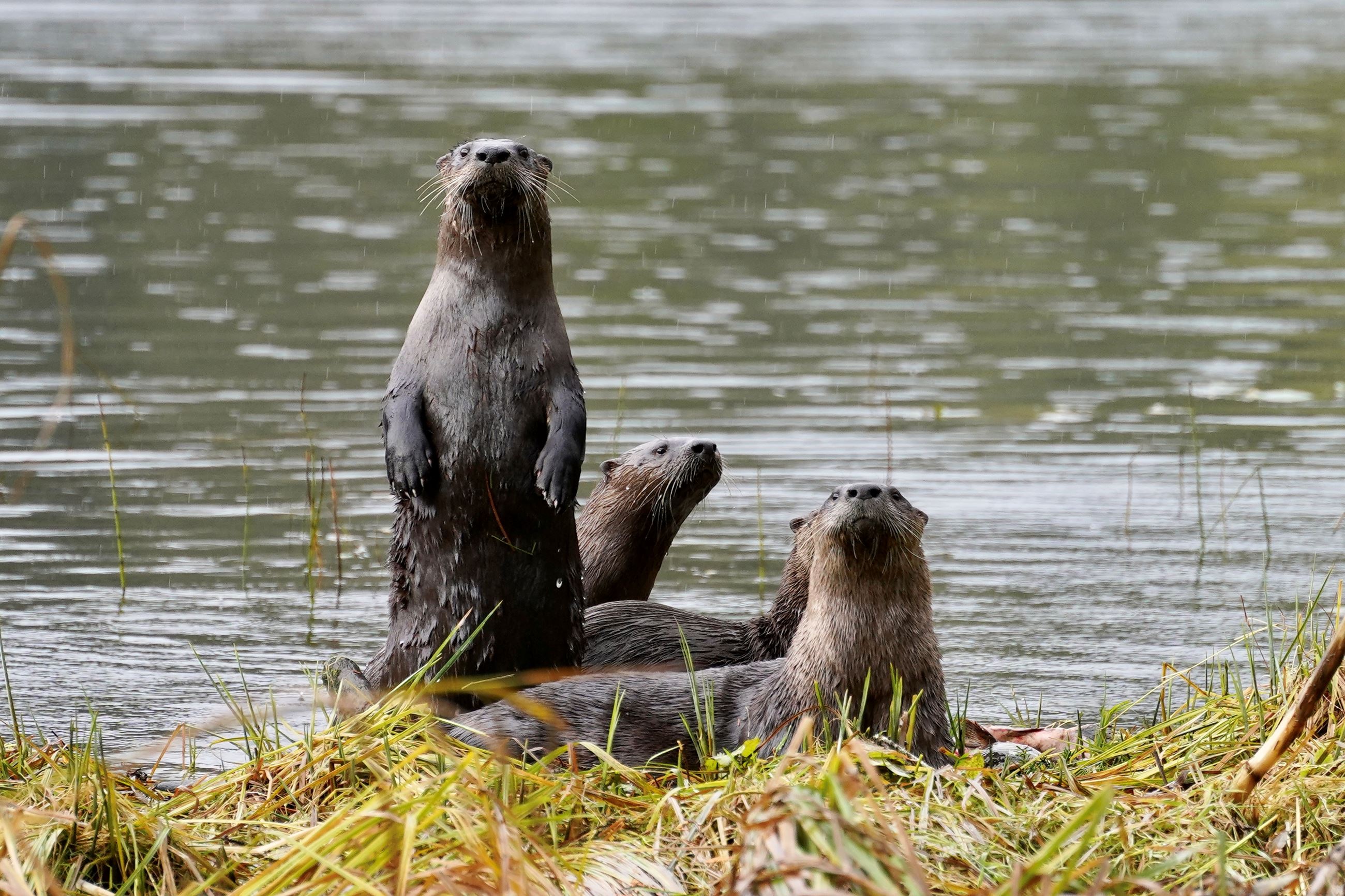 Jonathan Kelley - Four Sea Otters by the water