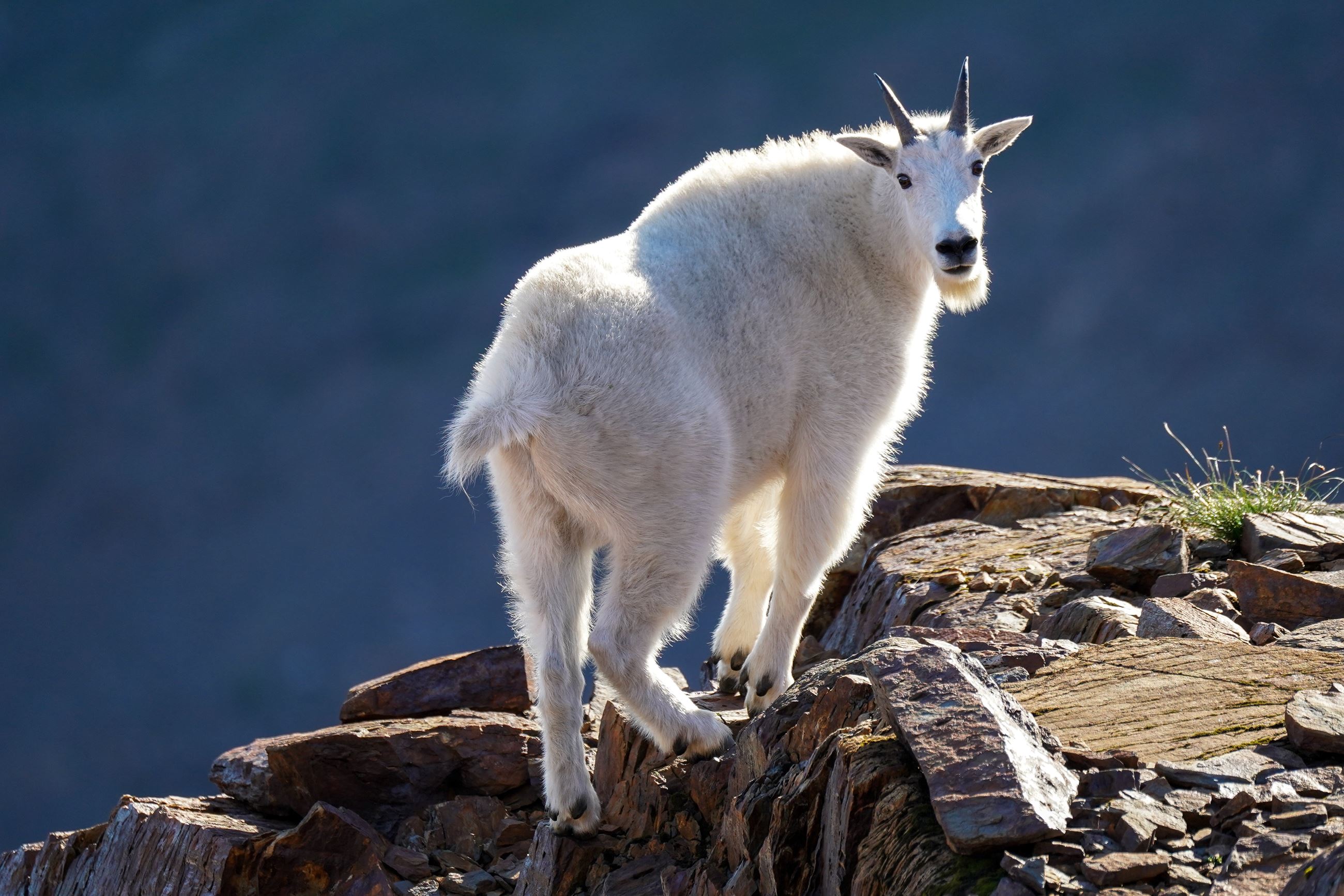 Jonathan Kelley - Mountain Goat looking back over shoulder
