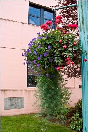 Hanging baskets