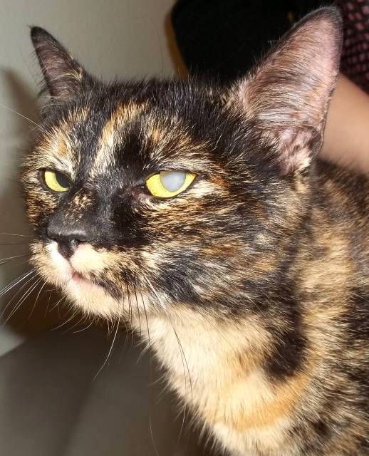 adult spayed female tortie cat named 