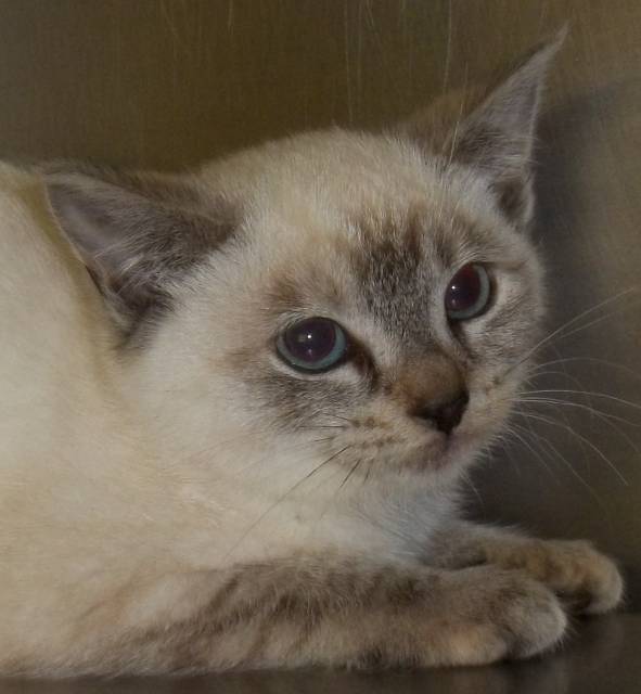 Buttons - lynx point Siamese kitten