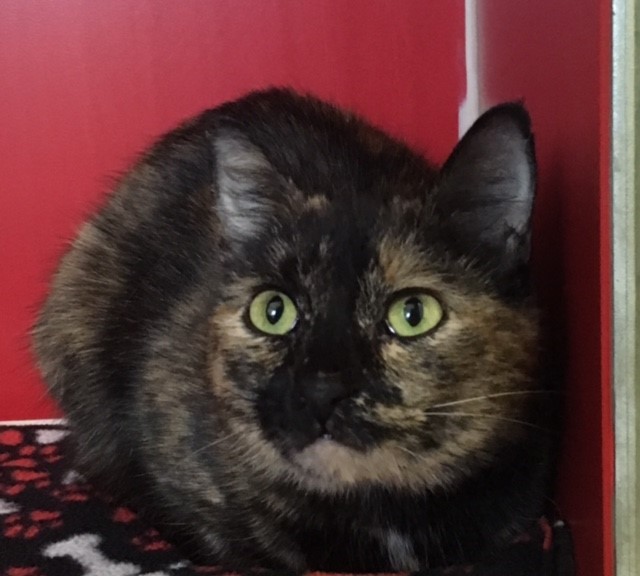Adult short-haired spayed female tortie